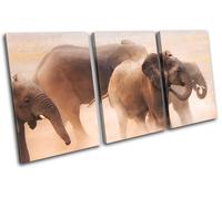 Baby Elephant Wild African Zoo Animals TREBLE TELA parete arte foto stampa