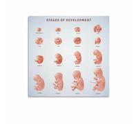 Baby Growth and Pregnancy Development Chart Canvas Wall Art for Maternity Room Living Room Decor(Framed,16x24inch(40x60cm))