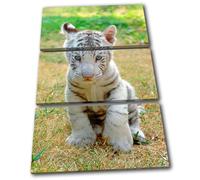 Baby White Tiger Animals TREBLE TELA parete arte foto stampa
