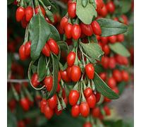 BACCHE DI GOJI NR.50 SEMI