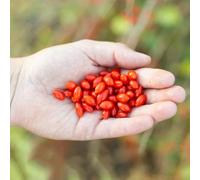bacche di goji ornamentale pluriennale per i luoghi soleggiati ombra 10semi