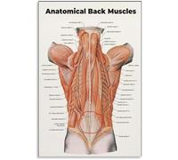 Back View Muscular Anatomy Chart Canvas Wall Art Educational Print for Bedroom and Living Room(Framed,08x12inch(20x30cm))