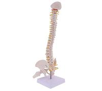 backbayia 1pc 45 cm Colonna vertebrale miniatura in PVC modelli anatomici