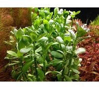 Bacopa monnieri - 1x Bunch - Piante acquatiche
