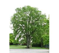 Bagolaro, Celtis occidentalis, semi di albero (Fast, commestibile, Hardy, Fall Color) 10