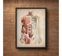 Baibexing Anatomia Muscolare Umana Vintage, Stampa Su Tela, Poster Didattico Per Clinica Medica, Sistema Di Organi Scheletrici, Formato A2 60X90Cm Senza Telaio