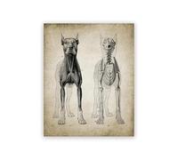 Baibexing Poster Di Anatomia Del Cane Stampe Vintage Veterinario Studente Animale Medicina Veterinaria Quadri Da Parete Tela Pittura Arredamento Per Ufficio A1 60X90Cm Senza Telaio