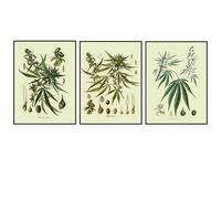 Baibexing Poster E Stampe Botaniche Vintage, Quadri Da Parete Per Cucina, Erbe Aromatiche, Erbacce, Dipinti Botanici Su Tela, Decorazioni Per Il Soggiorno. 30X40Cmx3Pcs Senza Telaio