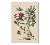 Baibexing Poster E Stampe Di Erbe Botaniche D'Epoca, Decorazioni Da Parete Per La Casa, Quadri Su Tela Con Piante Botaniche Antiche Per La Cucina A12 21X30Cm Senza Telaio