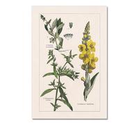 Baibexing Poster E Stampe Di Erbe Botaniche D'Epoca, Decorazioni Da Parete Per La Casa, Quadri Su Tela Con Piante Botaniche Antiche Per La Cucina, Formato A4 21X30Cm Senza Telaio