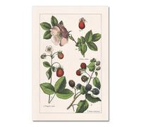 Baibexing Poster E Stampe Di Erbe Botaniche D'Epoca, Decorazioni Da Parete Per La Casa, Quadri Su Tela Con Piante Botaniche Antiche Per La Cucina, Formato A8 21X30Cm Senza Telaio