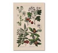 Baibexing Poster E Stampe Di Erbe Botaniche D'Epoca, Decorazioni Da Parete Per La Casa, Quadri Su Tela Con Piante Botaniche Antiche Per La Cucina A13 21X30Cm Senza Telaio