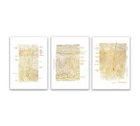 Baibexing Poster Medico Per La Cura Della Pelle, Estetica Anatomia Della Pelle Arte, Cura Della Pelle Istologia Arte, Dermatologo Tela Pittura Murale Immagine Artistica 30X40Cmx3Pcs Senza Telaio