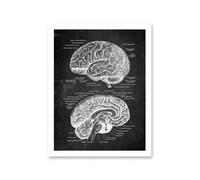 Baibexing Vintage Testa Umana Anatomia Cervello Neuroscienze Tela Dipinto Poster Stampa Immagine Arte Murale Camera Da Letto Soggiorno Decorazione Della Casa A2 30X40Cm Senza Telaio