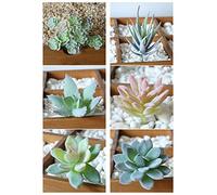 BaiJ Succulente Artificiali Piante,6 PCS Mini Uncotted Echeveria Picks Faux Succulente Steli Verdi non Macchiato Scelte per Casa Office e Arredamento Esterno