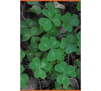 B'ajlom ii Nkotz'i'j Publications' Irish Gaelic Phrasebook: Ideal for Traveling to Ireland