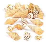 Baker Ross Set con Conchiglie per Bambini e Adulti per Decorare Lavoretti Artistici Fai da Te e Composizioni a Tema Animali Marini - Oggetti Naturali per Creazioni Fai da Te (Confezione da 200 g).