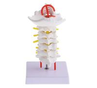 Balacoo Arterie di Colonna Anatomico Cervicale Vertebrale in Nervi, Flessibile e Base, Strumento Didattico per Aula di Anatomia