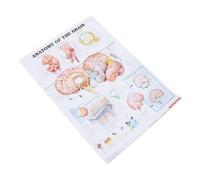 balacoo Poster Anatomico su Cornice Illustrazione Dettagliata Struttura Supporto Didattico per Scuole e Laboratori Decorazione Parete