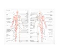balacoo Poster di Anatomia 50x70cm, Facile da Leggere e Pratico e Scheletro su Tessuto di per Aula e, per Studenti