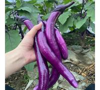 balcone di semi di melanzana, copertura del terreno biologiche, varietà antiche, per giardino, 10pcs