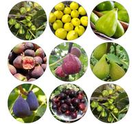 balcone fico semi di decorazione colonnari resistenti all'aperto resistenti 400pcs