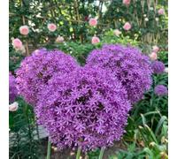 Balcone giardino primavera di giardino di rocce resistenti, bulbi decorativi primavera, allium, 12pcs