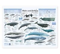 Balene e delfini (tedesco) Poster di Planet Poster Editions 80 x 60 cm Blu Quadri Decorazione per pareti