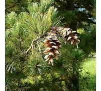 Balkan Pine, Macedonian Pine Pinus Peuce 10 Tree Seeds Seeds ONLY