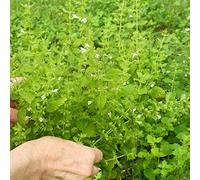 balsamo dorato - Monarda didyma d'appartamento esotiche ufficio semi biologici serre balcone tetti verdi resistenti semi di 500pcs