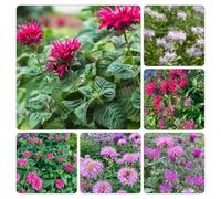 balsamo dorato - Monarda didyma decorazione giardino che amano l'ombra, resistenti vaso resistenti vaso semi di esotiche ornamentali selvatiche 350pcs