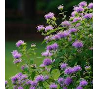 balsamo dorato - Monarda didyma ufficio semi biologici estivi vaso decorazione d'appartamento esotiche balcone vaso 350pcs