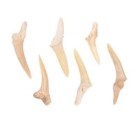 Baluue 6 pezzi Collane con Ciondolo Dente di Squalo per Pendenti Fossili Naturali Resistenti e Multifunzionali Idea Unisex per Ragazzi e Ragazze