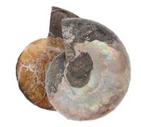Baluue Coppia di 2 Pezzi di Ammonite Naturale Lucidata, Valore da Collezione e Decorazione Feng Shui, Elegante Fossile di Conchiglia per Varie Occasioni e Appassionati