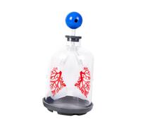 Bambini che insegnano il modello di dimostrazione polmonare Modello di