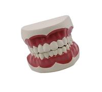 Bambino Spazzolatura Insegnamento Dimostrazione Studio Falso Anatomico per Insegnare Studiare Standard Denti Modello Dentali Modello di Cura Simulazione Denti Display