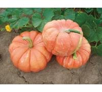 Bambola 15 Seed Beautiful Fall decorazioni dolce Dark Orange Flesh Seeds ONLY