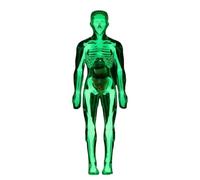 Bambola anatomia fosforescente, giocattolo educativo scientifico | Bambola anatomia per l'apprendimento della biologia, figura fosforescente, in plastica, strumento scientifico