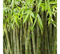 bambù bambù semi biologici di balcone giardino parterre sul balcone copertura del suolo riverdimento tetti serra 450pcs