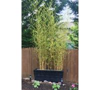 Bambù "Bambusa" Bamboo cinese pianta in vaso ø20 cm h. oltre 2 metri Vivaio di Castelletto