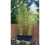 Bambù "Bambusa" Bamboo cinese pianta in vaso ø24 cm h. oltre 2 metri Vivaio di Castelletto