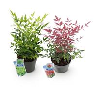 Bambù celeste Nandina Duo - giallo e rosso - 2 piante - verde pervinca - facile da pulire - 17 cm altezza 45 cm