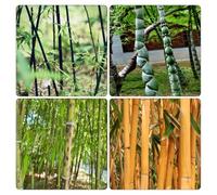 bambù - da giardino da balcone serra interna resistente Copertura del terreno per esterni giardino resistenti, adatte al 220semi