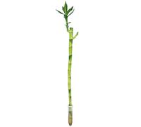 Bambù della fortuna 'Lucky Bamboo' con stelo dritto, nel tubicino - pianta da interno facile da curare, Dracaena Sanderiana - altezza ca. 50 cm, diametro del tubicino 2 cm