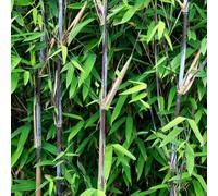 Bambù Fargesia Black Dragon, sempreverde, 4 piante, diametro 14 cm, 35 cm | Non si diffonde, tronchi neri, per siepi, giardino e terrazza