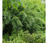 Bambù Fargesia Red Dragon - Pervinca - 4 piante - Non propagante - con steli rossi - per siepe, giardino e terrazza - Ø 14 cm altezza circa 35 cm