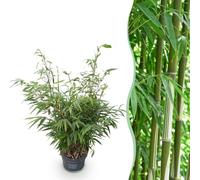 Bambù Fargesia Robusta Pingwu Non Infestante, da Siepe, Verde, Vaso 23 cm