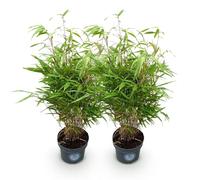Bambù Fargesia Rufa Non Infestante, per Siepe, Verde, Set da 2, H80 cm