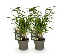 Bambù Fargesia Rufa, per Siepe e Vaso, Verde, Set da 2, Altezza 35cm