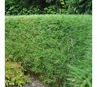 Bambù Fargesia rufa - Pervinca - 4 piante - Non propagante - Bambù verde per siepe, giardino e terrazza - Ø 17 cm altezza circa 60 cm